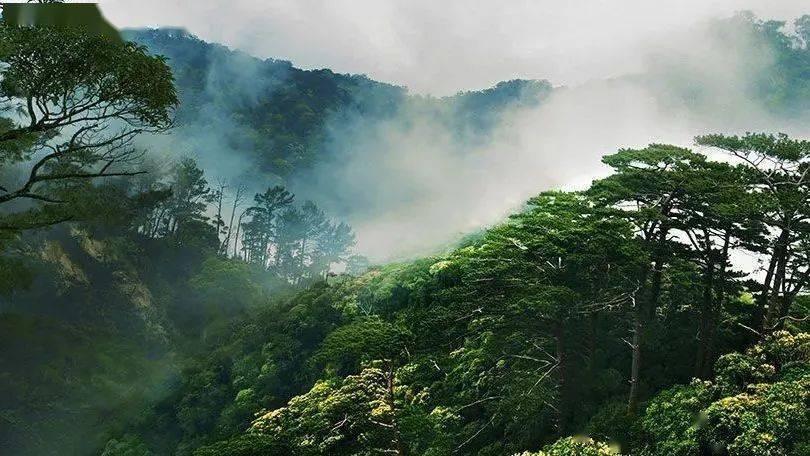懂吃的人为啥爱吃佛手瓜？看完视频，我明白了，长期坚持好处很多游戏画面